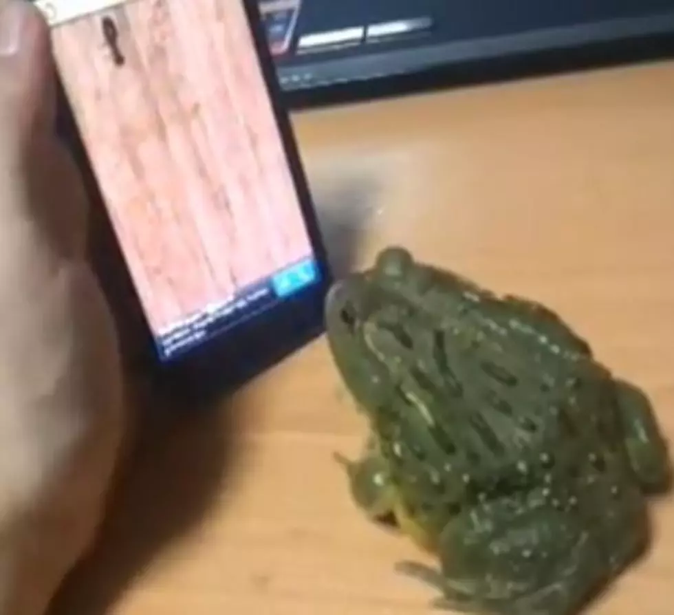 How To Piss Off A Frog &#8212; Frog Attacks Phone [VIDEO]