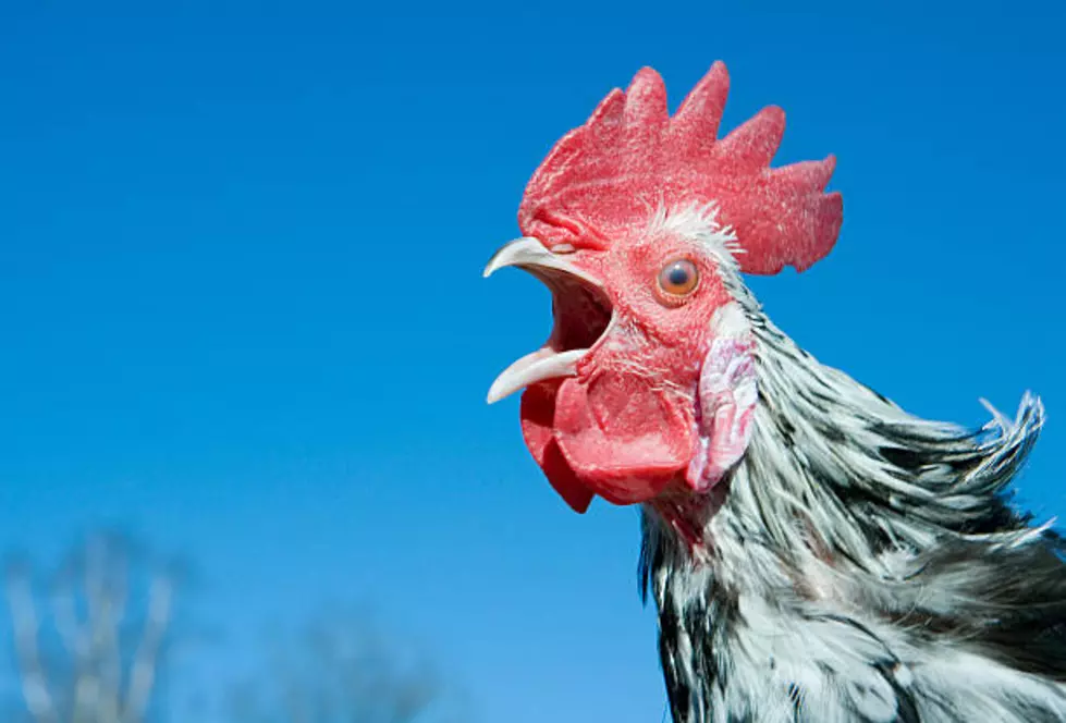 The Egg-citing Legacy: Commemorating National Poultry Day With Chicken Delights