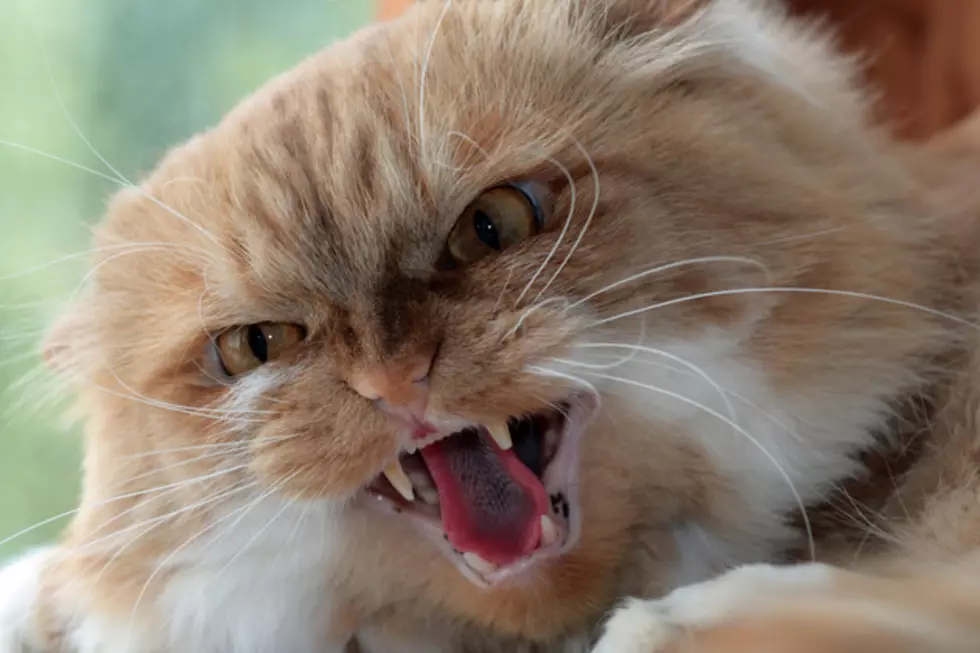 Owner’s Call 911 On Their Cat Holding Them Hostage