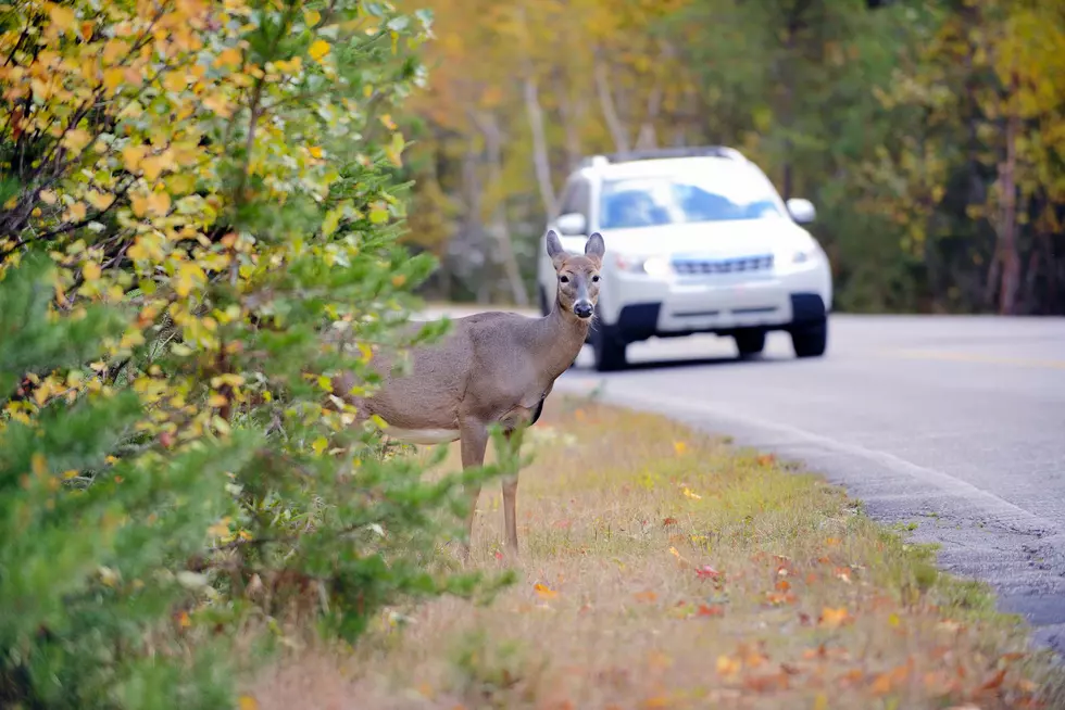 What Should You Do When You Hit a Deer in Louisiana?
